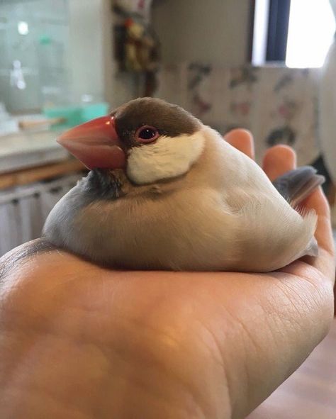 A Java sparrow taking a seat. Fat Bird, Funny Birds, Silly Animals, Funny Animal Memes, Trendy Baby, Back To Nature, Having A Bad Day, Bird Species, Detective Conan