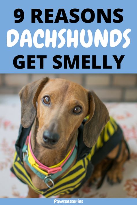 In this post you’ll discover the top 9 reasons why your dachshund smells as well as 8 ways to keep them smelling fresh. Some are easy solutions while others require immediate or even medical attention. Dachshunds Puppies, Dachshund Bed, Dachshund Facts, Dachshund Puppy Training, Dachshund Training, Dog Smells, Body Smells, Mini Dachshund, Dog Shampoo