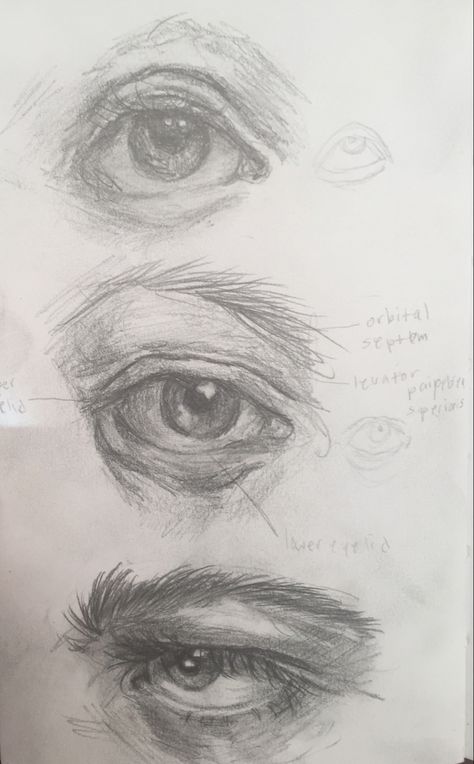 Eye Anatomy Art, Jesus Art Drawing, Eye Anatomy, Anatomy Practice, Human Body Drawing, Practice Drawing, Face Sketch, Creature Drawings, Horse Drawings