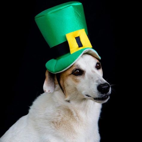 Sip on these St. Patrick's Day memes. The post 25 St. Patrick’s Day Memes That Shamrock appeared first on Reader's Digest. St Patricks Day Meme, Irish Movies, Tea Puns, Boxed Mac And Cheese, Shamrock Shake, Irish Beer, Irish Soda, Irish Soda Bread, Green Beer