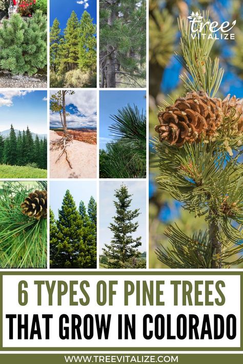 6 Types of Pine Trees that Grow in Colorado Types Of Pine Trees, Plant Zones, Fast Growing Trees, Maple Tree, Pine Trees, Flowering Trees, Pine Tree, Garden Planning, Trees To Plant