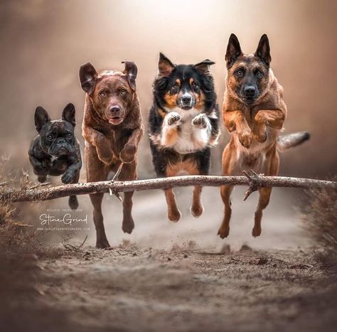 Funny Dog Poses, Multiple Dog Photoshoot, Fun Dog Photoshoot, Cute Dog Photoshoot Ideas, Dog And Me Photoshoot, Dog Photography Outdoor, Dog Photography Creative, Dog Photoshoot Ideas, Dog Photography Ideas