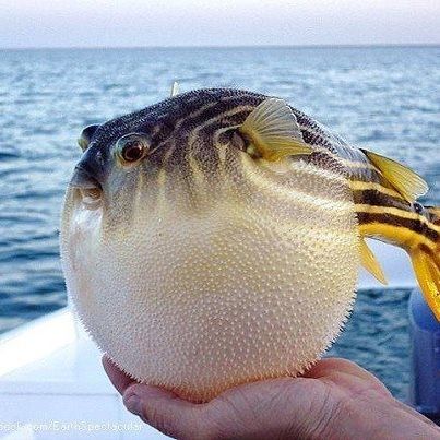 Puffer Fish Underwater Wonderland, Beautiful Sea Creatures, Puffer Fish, Water Life, Exotic Fish, Deep Sea Fishing, Aquatic Animals, Ocean Creatures, Ocean Animals