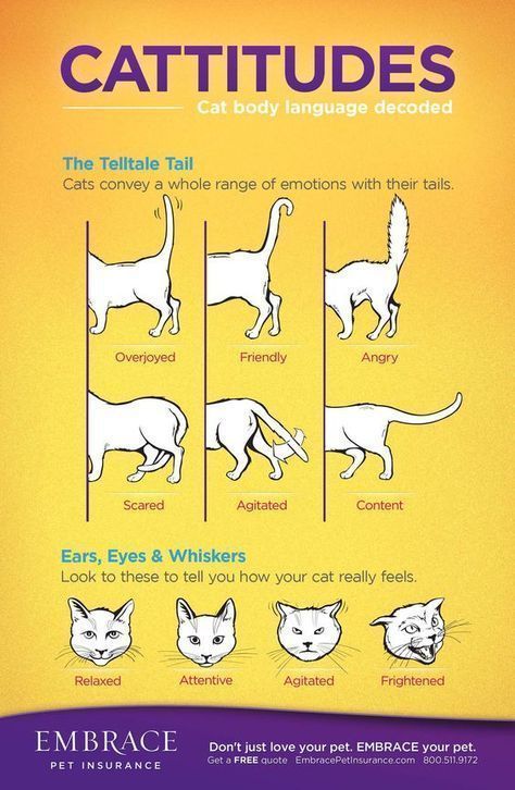 Katt Diy, Katt Grejer, Cat Language, Akita Dog, Cat Body, Cat Hacks, Cat Info, Cat Care Tips, Love Your Pet