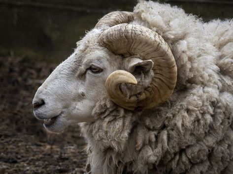 Sheep Side Profile, Rams Animal, Sheep Reference, Ram Animal, Ram Sheep, Sheep Face, Goat Horns, Sheep Art, Animal Study