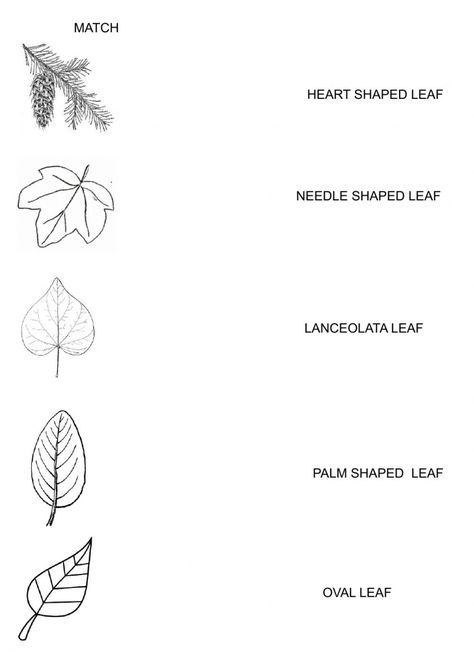 Types Of Leaves Worksheet, Parts Of A Leaf Worksheet, Leaf Worksheet, Types Of Leaves, Leaves Name, States Of Matter Worksheet, Matter Worksheets, Fine Motor Activities For Kids, Female Reproductive System