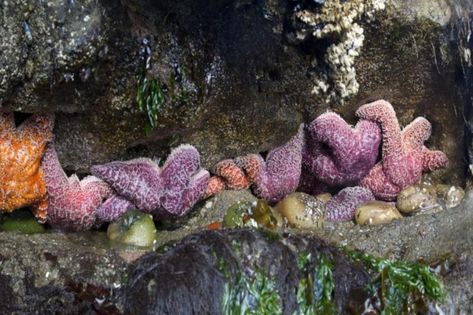 Oregon Coast Starfish by David Putzier Seaside Oregon Things To Do In, Secret Beach Oregon, Sea Squirt, Tide Pools Oregon Coast, Florence Oregon, Koosah Falls Oregon, Gleneden Beach Oregon, Harbor Seal, Tide Pool