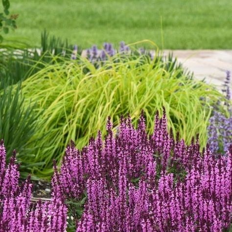 Proven Winners on Instagram: "🌟 Meet our 2024 Perennial of the Year - 'Pink Profusion' Salvia! 🌟 Lots of perennials are beautiful, but few have as many desirable qualities as this perennial salvia. It's long blooming, highly attractive to pollinators and hummingbirds, and completely uninteresting to both deer and rabbits. Add in that it’s easy to grow and tolerant of all-day sun, and this just might become your favorite new plant in your landscape.

🌸 It's common for perennial salvias of this type bloom heavily in late spring to early summer, but it’s a rare treat to see one blooming in the middle of the summer. ‘Pink Profusion’ was bred to bloom in multiple waves from spring into fall, so it won’t ever leave an empty spot in your garden for long. A quick shearing between each cycle of Proven Winners, Perennials, Plants