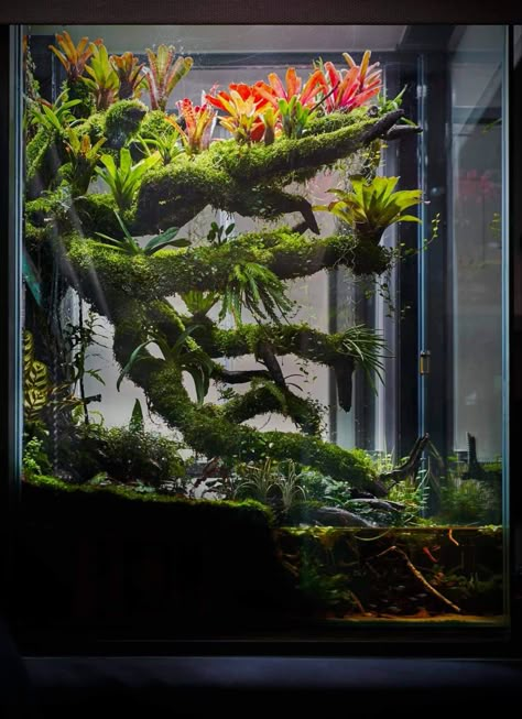 Paludarium Vivarium, Carnivorous Plants Terrarium, Bioactive Vivarium, Tropical Terrariums, Frog Terrarium, Freshwater Plants, Large Terrarium, Fish Tank Terrarium, Aquascape Design