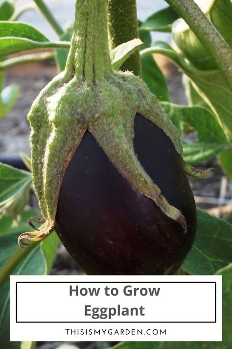 When it comes to growing eggplant, there are a few tried and true secrets that can make all the difference between a bountiful harvest, or having plants that struggle to survive and produce. Check out this article for tips on growing eggplant this year! Grow Eggplant, Eggplant Benefits, Growing Sweet Corn, Growing Eggplant, Worm Castings Tea, Nightshade Plant, Eggplant Varieties, Growing Asparagus, Small Trellis