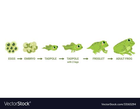 Frog Metamorphosis, Toad Cartoon, Frog Eggs, Diagram Illustration, Frog Life Cycle, Wild Water, Lifecycle Of A Frog, Frog Life, Frog Illustration