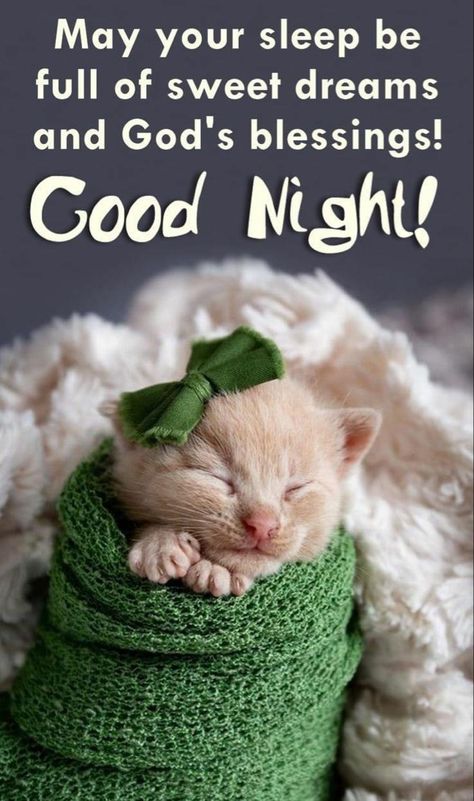 Good N8ght Sweet Dreams, Sleep Tight Good Night Greetings, Beautiful Good Night Images Sweet Dreams, Good Night Sweet Dreams Sleep Tight, Nite Nite Sweet Dreams, Good Night Wishes Cute, Good Night Sweet Dreams Cute, Sleep Blessing, Good Night Cute