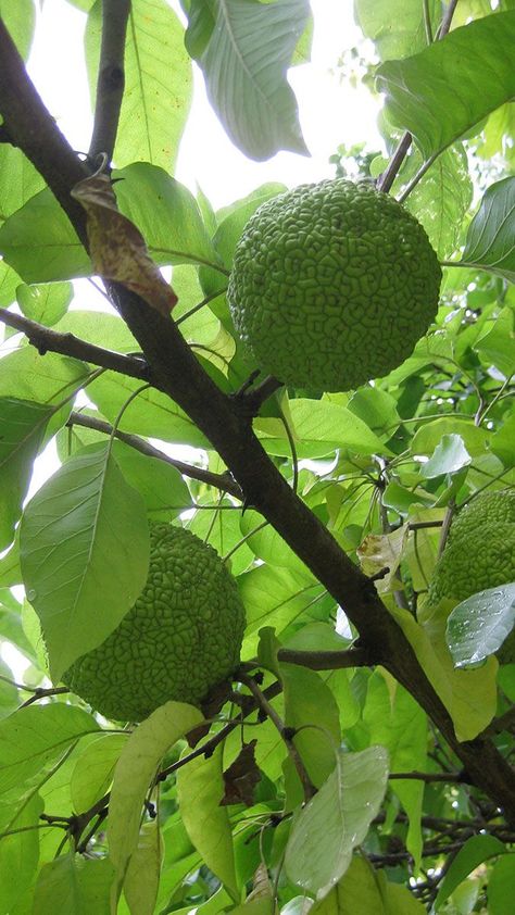 Osage Orange Osage Orange Tree, Canopy Trees, Maclura Pomifera, Crop Ideas, Dark Garden, Orange Trees, Tree Canopy, Fine Gardening, Green Fruit