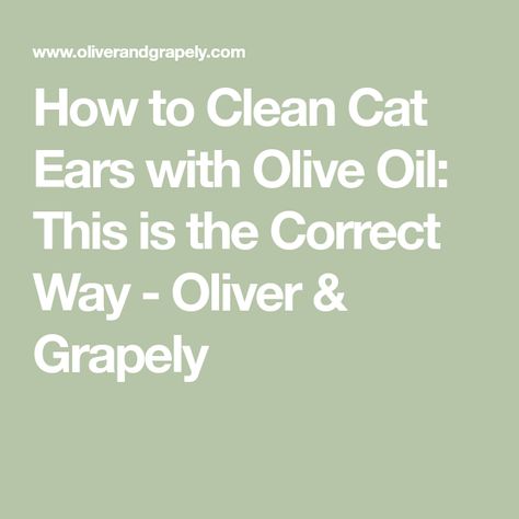 How to Clean Cat Ears with Olive Oil: This is the Correct Way - Oliver & Grapely Cat Ear Cleaner Diy, Clean Cat Ears, Cat Ear Mites, Ear Massage, Pet Recipes, Cat Cleaning, Ear Drops, How Do You Clean, Ear Cleaning