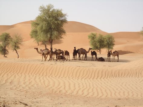 726 of 1001 a timeless scene of camels resting in the shade of a ghaf tree.  Did you know the ghaf is the national tree of the UAE? Ghaf Tree, Arab Wallpaper, Desert Waves, Astrology In Hindi, Camels Desert, Rooster Illustration, Desert Aesthetic, Wedding Photo Books, Dunhuang