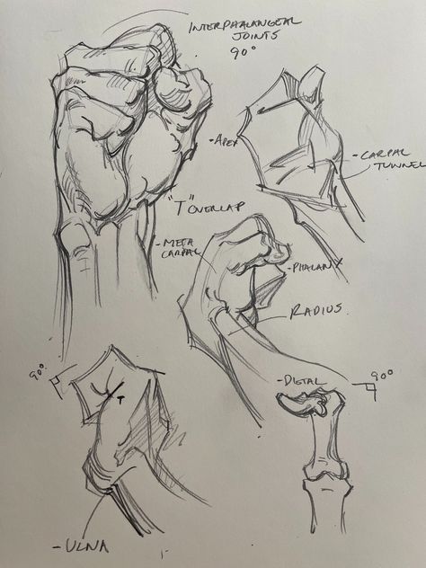 Ulna Anatomy, Hand Sketches, Gesture Drawing, Hand Sketch, Human Anatomy, Figure Drawing, How Many, Anatomy