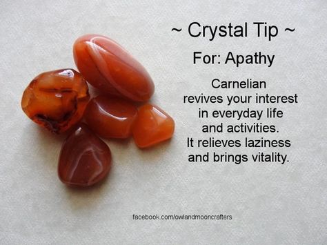 ✯ Crystal Tip: For Apathy ✯ https://www.etsy.com/ca/shop/MagickalGoodies Crystal Prescriptions, Crystal Identification, Goose Eggs, Crystal Magick, Gemstone Properties, Carnelian Crystal, Crystals Jewelry, Crystal Therapy, Crystal Healing Stones