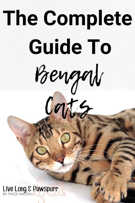 Bangle Cat Bengal Kittens, Charcoal Bengal, Bengal Cat Facts, Cat Breeding, Bengal Cat Kitten, Cat Questions, Asian Leopard Cat, Cat Tips, Pet People