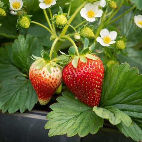 PRICES MAY VARY. Crown Size: 10/BD #1 Hardiness Zone: 3 to 9 Light Requirements: Full Sun Includes Bag of 40 Strawberry Bare Root Crowns, temperature controlled and shipped with care Easy to grow, edible, attracts pollinators and birds, good for containers, disease resistant Produces medium to large, June bearing varieties, with a sweet flavor and juicy texture This everbearing strawberry provides a large initial harvest and then produces a steady crop throughout the season Self pollinating and Everbearing Strawberries, Garden State, Strawberry Plants, Fruit Plants, Garden Living, Best Fruits, Planting Bulbs, Lawn And Garden, Non Gmo