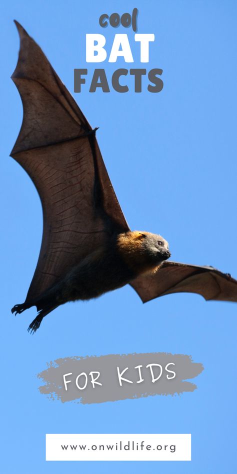 Amazing bat facts for kids! Follow along with the On Wildlife podcast and learn interesting facts about bats! Learn about bats while having fun! Discover mind-blowing facts about bats as you listen! Episodes about new animals every week! Perfect for the classroom, kindergarten, preschool, and elementary school! #animalpodcasts #wildlifepodcasts #sciencepodcasts #conservationpodcasts #podcastsforkids Bat Facts For Kids, Facts About Bats, Bat Facts, Classroom Kindergarten, Bird Facts, Master Of Arts, Miami University, Animal Conservation, Mind Blowing Facts