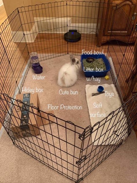 Rabbit Cage Ideas For Small Room, Bunny Habitat Indoor, Bunny Enclosure Indoor, Indoor Bunny Habitat, Indoor Bunny Setup, Indoor Bunny House, Diy Bunny Cage, Indoor Rabbit House, Bunny Care Tips