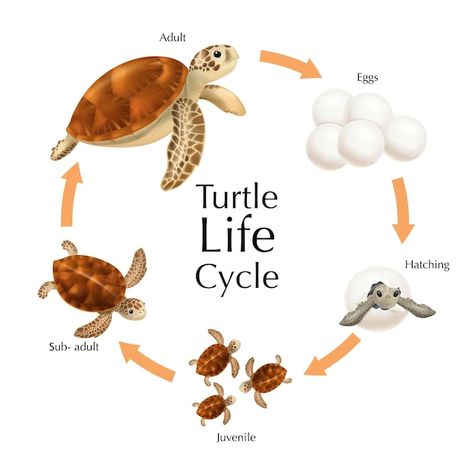 Sea turtle life cycle infographic set wi... | Free Vector #Freepik #freevector #turtle #sea-elements #shell #template Life Cycle Of Sea Turtle, Sea Turtle Infographic, Oceancore Room, Life Cycle Of A Turtle, Life Cycle Infographic, Life Cycle Art, Shell Template, Cycle Infographic, Fish Life Cycle