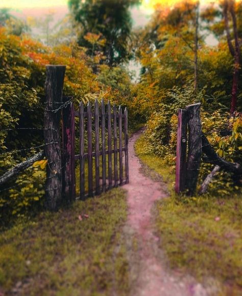 Forest Entrance, Ewok Village, Forest Gate, Future Aesthetic, Wood Gate, Forest Cabin, Forest Trail, Fantasy Drawings, Dream Place