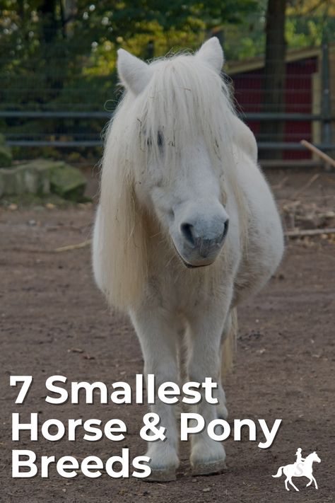 Discover seven miniature horse and pony breeds that prove good things come in small packages! Perfect for farms and families, these breeds are full of charm.  #MiniHorseBreeds #PonyLovers #SmallEquines Romani Vanner Horse, Miniature Pony, Fell Pony, Rare Horse Breeds, Highland Pony, Island Horse, Camargue Horse, Miniature Ponies, Fjord Horse