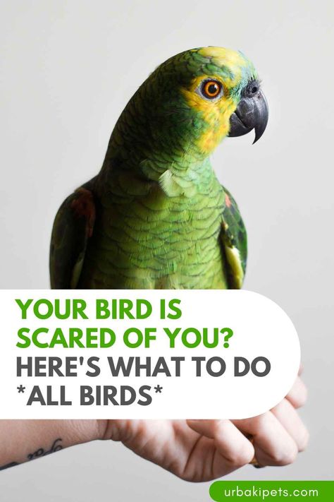 There are a few things you can try to help your bird feel more comfortable around you. One is to give it space and time to adjust to its new environment and to you. Avoid making sudden movements or loud noises, and try to establish a routine for feeding and interacting with the bird. You can also try offering the bird treats or toys to build positive associations with you. Additionally, you can try using positive reinforcement training techniques to teach the bird that being... Parrot Pet, Bird Treats, Parrot Toys, Pet Day, African Grey, Funny Birds, Pet Bird, Pet Life, Cat Person