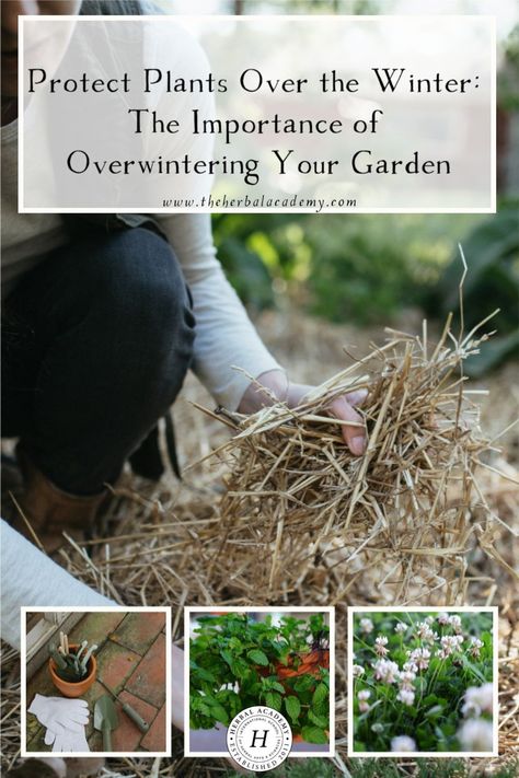 Protect Plants Over the Winter: The Importance of Overwintering Your Garden | Herbal Academy | Using overwintering strategies to prepare your garden for the winter will go a long way in protecting your plants and garden soil. Covering Plants For Winter, Garden Winter Prep, Overwintering Plants, Allotment Planning, Leaf Mulch, Herbal Academy, Garden Prepping, Winter Gardening, Nature Education