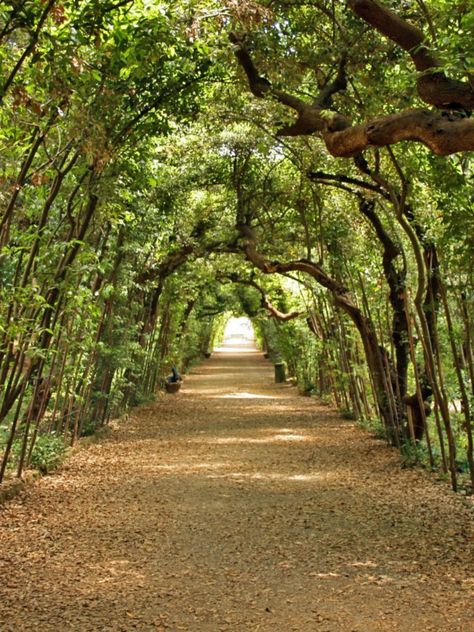 Behind the imposing Palazzo Pitti, the Boboli Gardens await you with its stories Dream Backyards, Florence Travel Guide, Boboli Gardens, Outdoors Ideas, Scenic Places, Florence Travel, House Planning, Driveway Design, Beautiful Trees