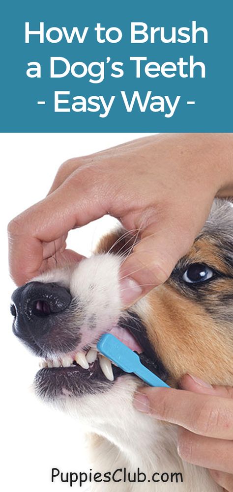 How to Brush a Dog’s Teeth – Easy Way.  #dogteeth #puppyteeth #brushdogteeth Dogs Teeth Cleaning At Home, Natural Dog Teeth Cleaning, How To Brush Dogs Teeth, Brushing Dogs Teeth, Dogs Teeth, Dog Teeth Cleaning, Nice Teeth, Dental Problems, Dog Tips