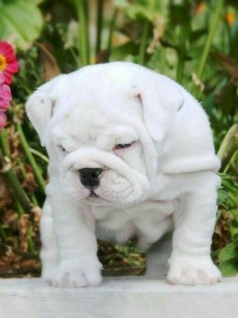 White English Bulldog, Mini Bulldog, Bully Dogs, Cute Bulldog Puppies, Bulldog Puppies For Sale, Cute Bulldogs, English Bulldog Puppies, English Bulldog Puppy, Sweet Dogs