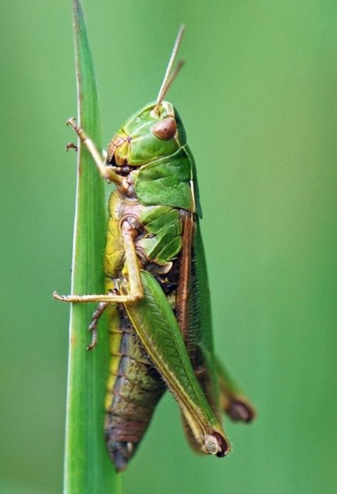 Grasshopper Pictures, Grasshopper Images, Grass Hopper, James And Giant Peach, Green Grasshopper, Stick Insect, Dragonfly Insect, Bug Tattoo, Bug Collection