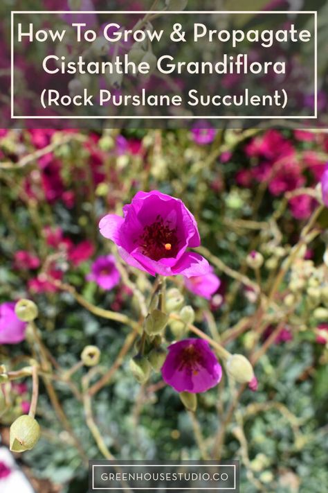 How To Propagate & Grow Rock Purslane Succulents — Greenhouse Studio Rock Purslane, Backyard Adu, Greenhouse Studio, Purslane Plant, Start Gardening, Arizona Backyard, Front Yard Plants, Landscape Plants, Fuchsia Flowers