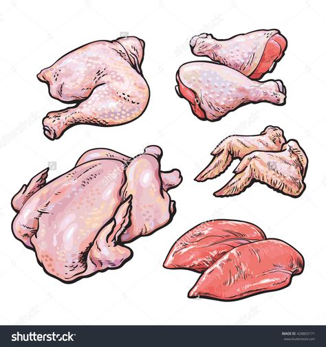 Chicken meat set of hand-drawn sketch, the types of the body parts of the chicken fillets, wings, ham, shank with skin, fresh colored bird chicken set isolated on white background Cordon Blu, Meat Drawing, Ham Shank, Chicken Fillets, Homemade Recipe Books, Chicken Drawing, Chicken Illustration, Cartoon Chicken, Food Sketch