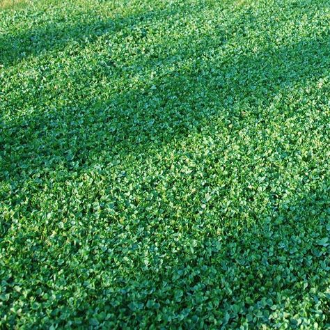 Lawn Renovation, Clover Lawn, Ground Cover Seeds, Grass Alternative, Nitrogen Fixation, High Country Gardens, Drought Tolerant Perennials, Lawn Alternatives, Water Grass