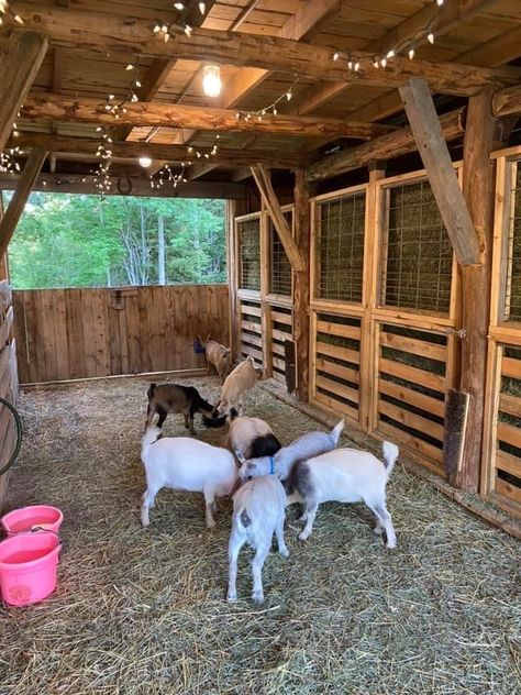 Goat Playground, Water Bottle Ideas, Construction Party Favors, Taco Bar Party, Friends Get Together, Livestock Barn, Goat Shed, Goat Pen, Livestock Shelter