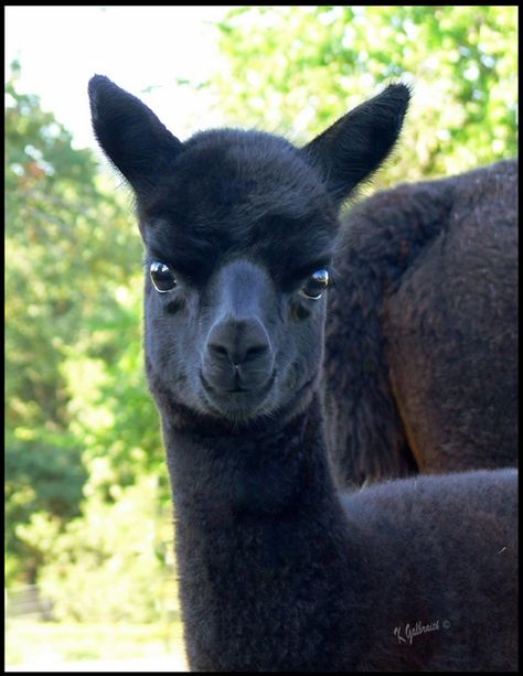 All sizes | Alpaca... beautiful in black | Flickr - Photo Sharing! Alpaca, Global Community, The Good Place, Photo Sharing, Collage, Dogs, Photography, Animals, Pins