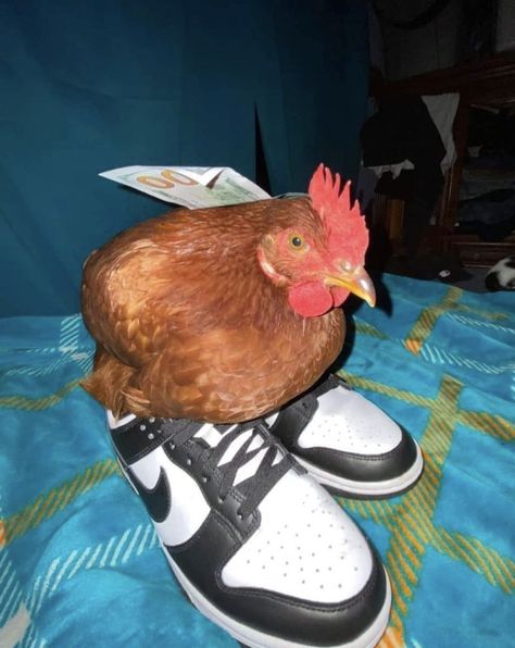 Hard Images Funny, Chicken With Shoes, Crusty Animals, Cursed Animal Images, Funny Reaction Faces, Chicken Pfp, Goofy Pfp, Funny Fotos, Goofy Animals