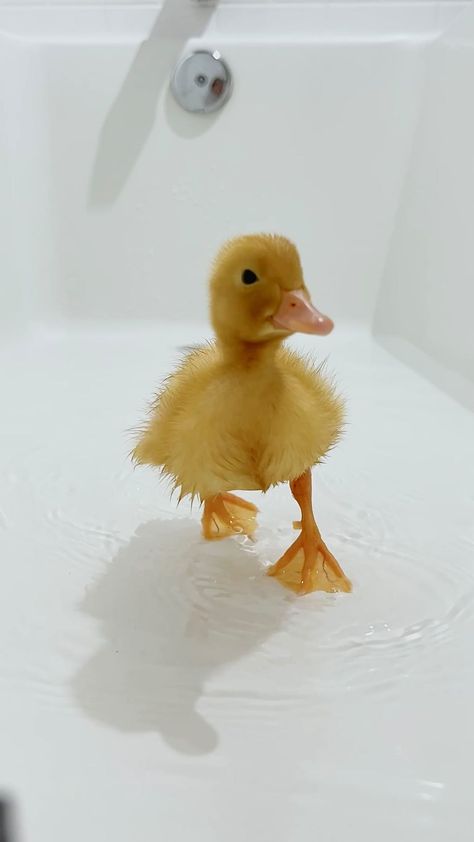 T O N I A + D U C K T E A M’s Instagram post: “Where are the grapes? 💦🐥 #fyp #splash #asmr #duckling #duck #pato #wholesome #cute #cuteanimal #reel #fyp #water #petsofinstagram #pet…” Duck Memes, Baby Duck, Quack Quack, Silly Cats Pictures, Baby Ducks, All About Animals, Silly Animals, Silly Cats, Cat Pics