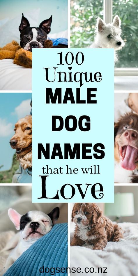 100 unique male dog names that he will love Male Dog Names Unique, Puppy Names Unique, Big Dog Names, Male Dog Names, Small Dog Names, Cute Puppy Names, Dog Names Unique, Boy Dog Names, Cake Dog