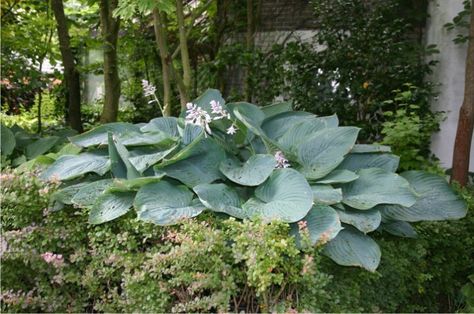 Empress Wu Hosta. One of the largest Hostas. 3' tall and 4' wide, with 18" wide leaves. Gorgeous! Lilium Martagon, Peace Garden, Hosta Plants, Customer Loyalty Program, Best Flowers, Customer Loyalty, Loyalty Program, Perennial Garden, Shade Plants