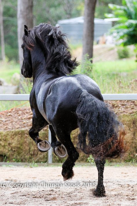 E Friesian leaping big canter view from behind by Chunga-Stock Kathiyawadi Horse, Largest Horse Breed, Friesian Stallion, Horse Rearing, Friesian Horses, Gorgeous Animals, Animal Action, Horse Anatomy, Lady Godiva