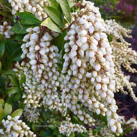 Japanese Andromeda Japanese Andromeda, White Garden, White Gardens, Dream Garden, White Flowers, Grapes, Fruit, Flowers, White