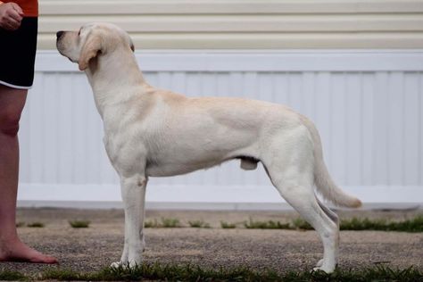 Yellow Labrador Retriever, Cool Dogs, Cute Little Puppies, Pretty Dogs, Labrador Retrievers, Bird Dogs, Bad Dog, Water Dog, Sporting Dogs