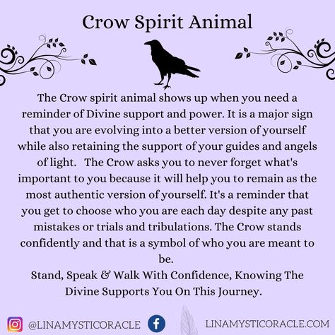 Crow Spirit Animal Meaning, Crow Animal Spirit, Crow Omen Meaning, Spirit Animal Crow, Crows Meaning Witchcraft, Crow Significance, 1 Crow Meaning, Crow Sightings Meaning, Two Crows Meaning