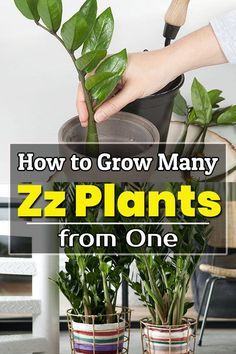 Zz Plant Benefits, Dirt Babies, Propagating Zz Plant, Zzz Plant, Indoor Planting Ideas, Zz Plant Propagation, Propagation Plants, Zz Plant Care, Portulaca Flowers