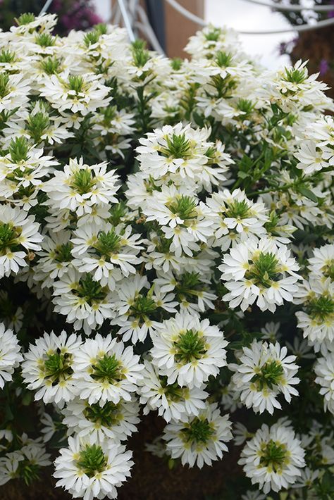 Scaevola Flower, Scaevola Aemula, Fan Flower, Low Water Gardening, White Fan, Potted Houseplants, Fast Growing Plants, White Garden, Perfect Plants