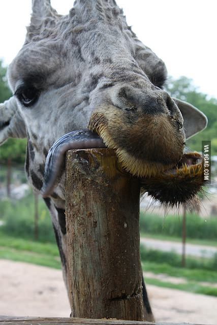 If I lean casually against this post, people won't know that I'm drunk. Giraffe Tongue Out, Silly Giraffe, Giraffe Photos Photography, Feeding Giraffe Pictures, Giraffe Meme, Best Pictures Ever, Funny Cat Photos, Dog Clip, Animal Gifs